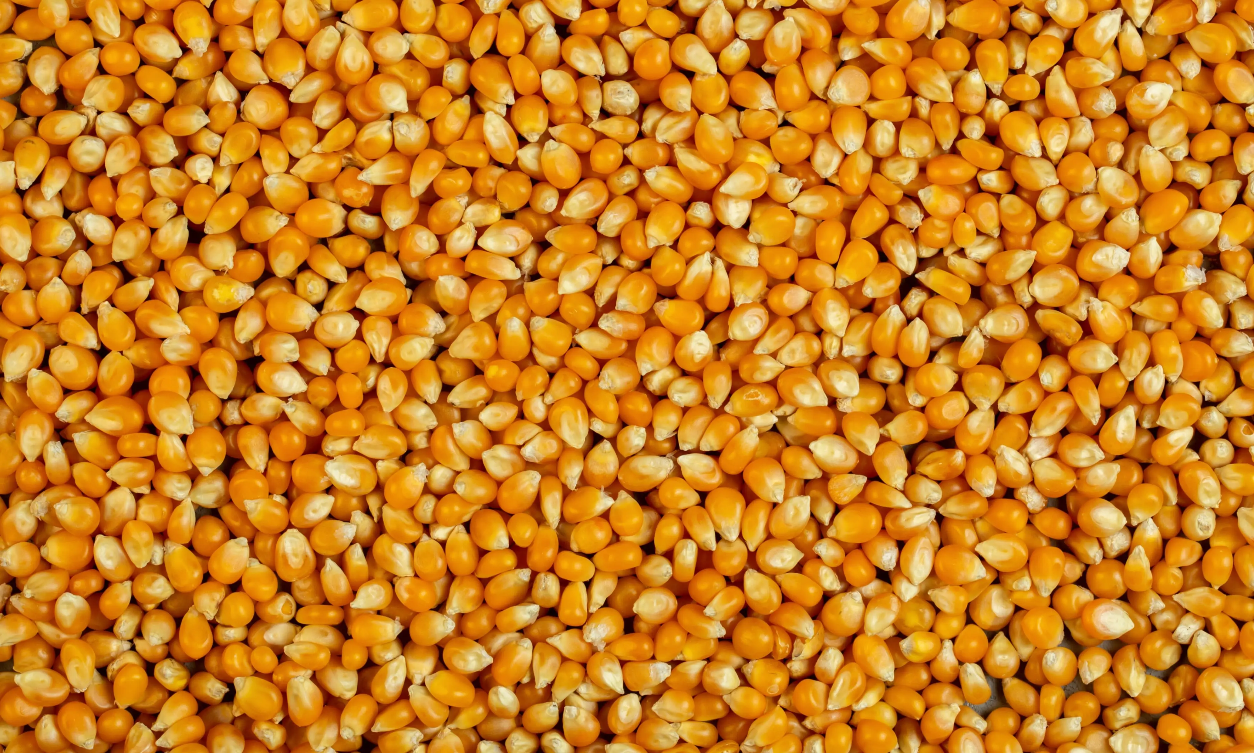 Produtores de grãos